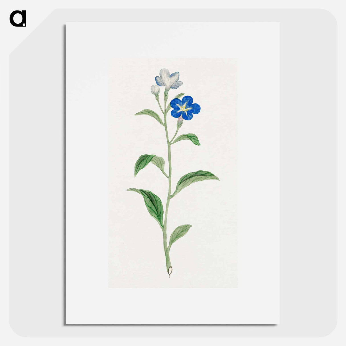 Hotarugusa - 19世紀の日本の花 Poster.