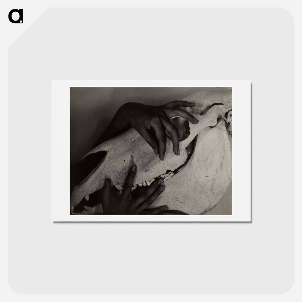 Hands and Horse Skull - アルフレッド スティーグリッツ Postcard.