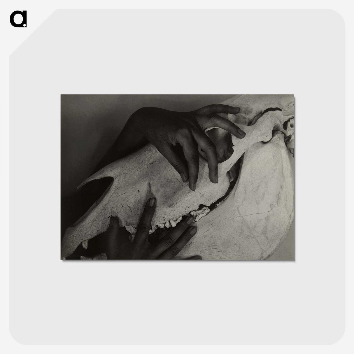 1-5_Alfred-Stieglitz_postcard