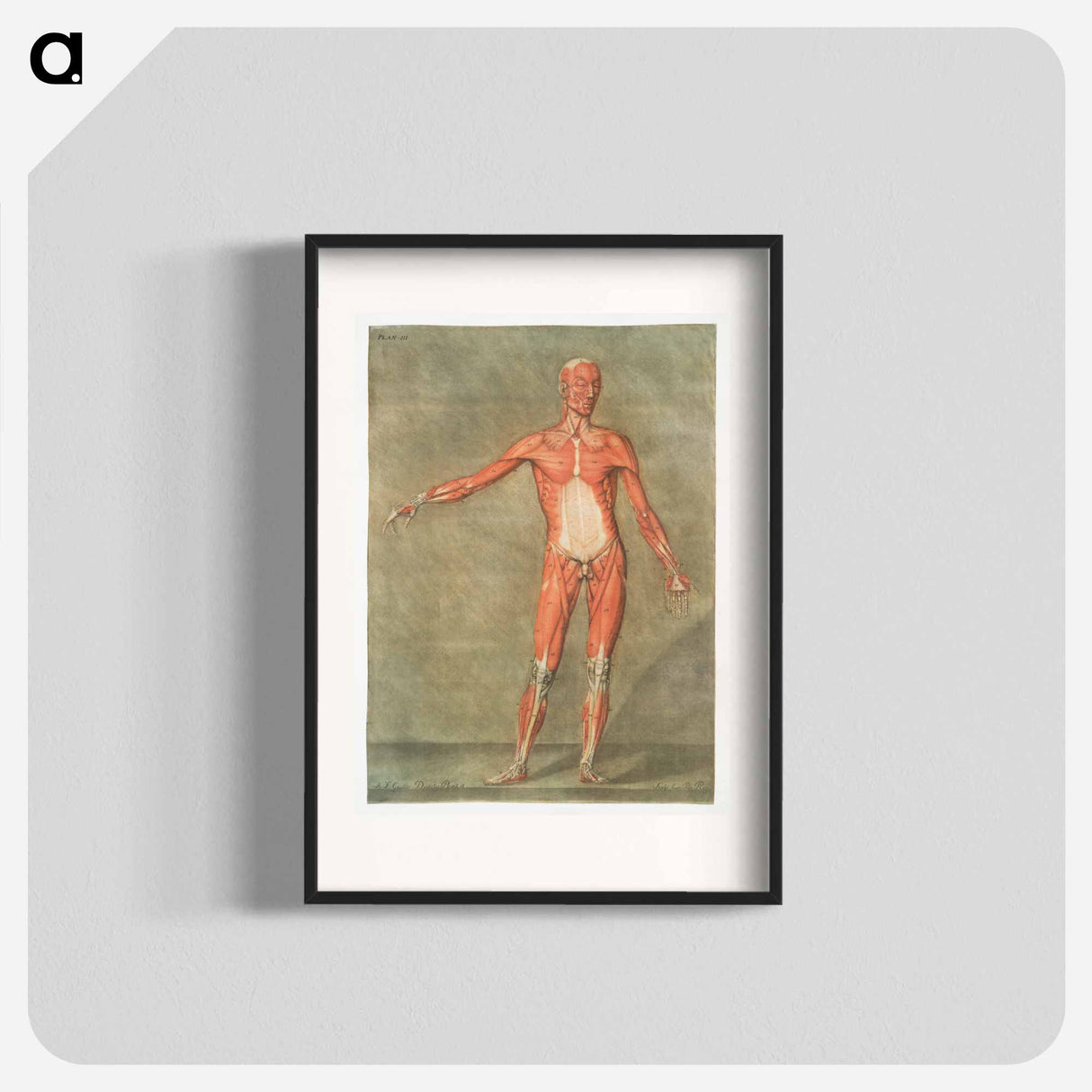 This fascinating collection of anatomical illustrations - アルノルド エロイ ゴーティエ ダゴティ Poster.