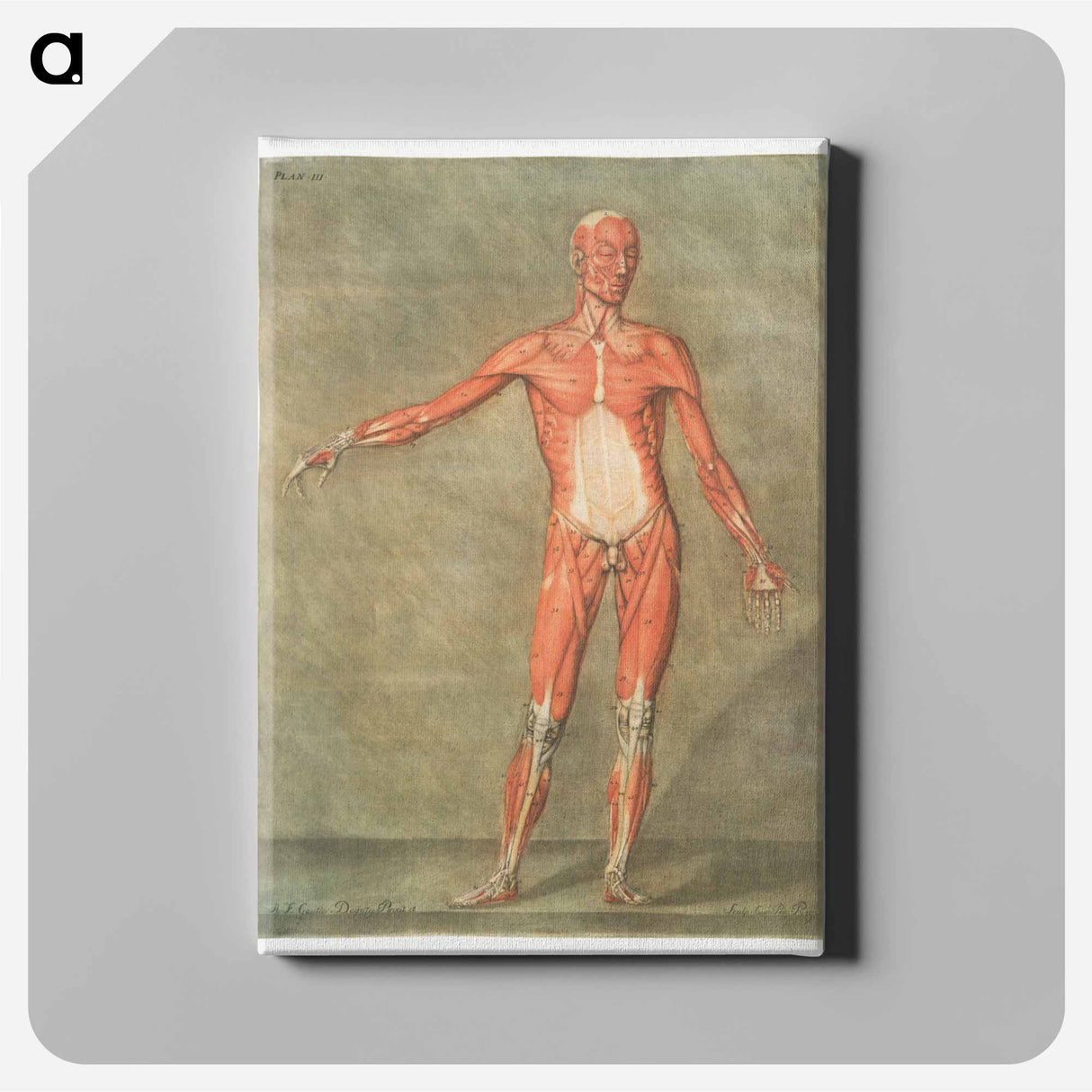 This fascinating collection of anatomical illustrations - アルノルド エロイ ゴーティエ ダゴティ Canvas.