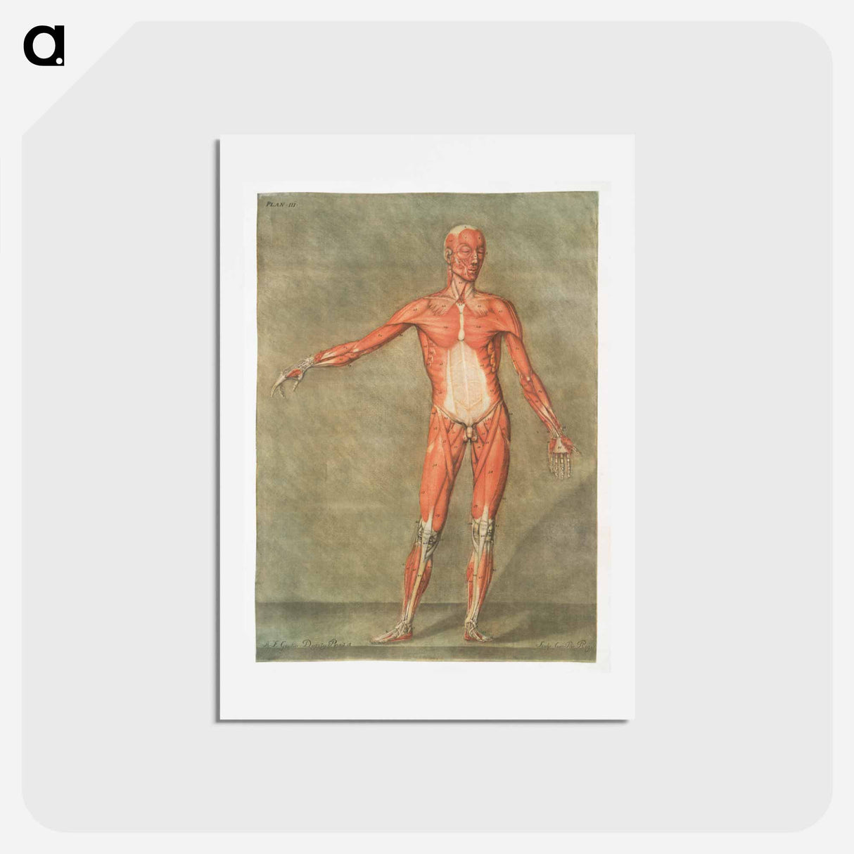 This fascinating collection of anatomical illustrations - アルノルド エロイ ゴーティエ ダゴティ Postcard.