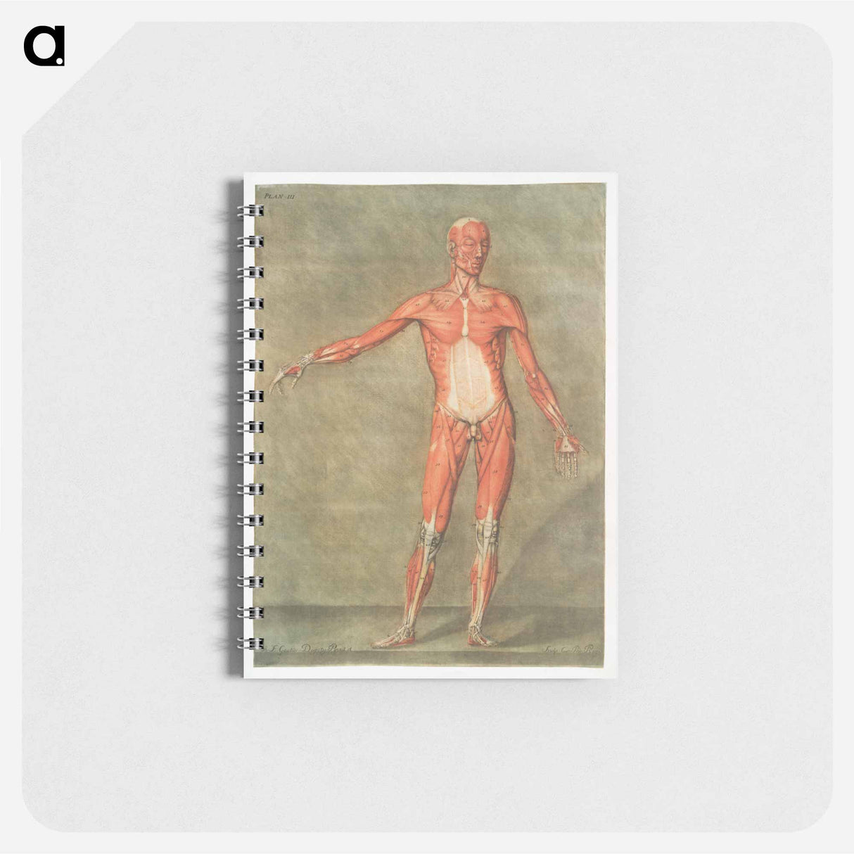 This fascinating collection of anatomical illustrations - アルノルド エロイ ゴーティエ ダゴティ Memo.