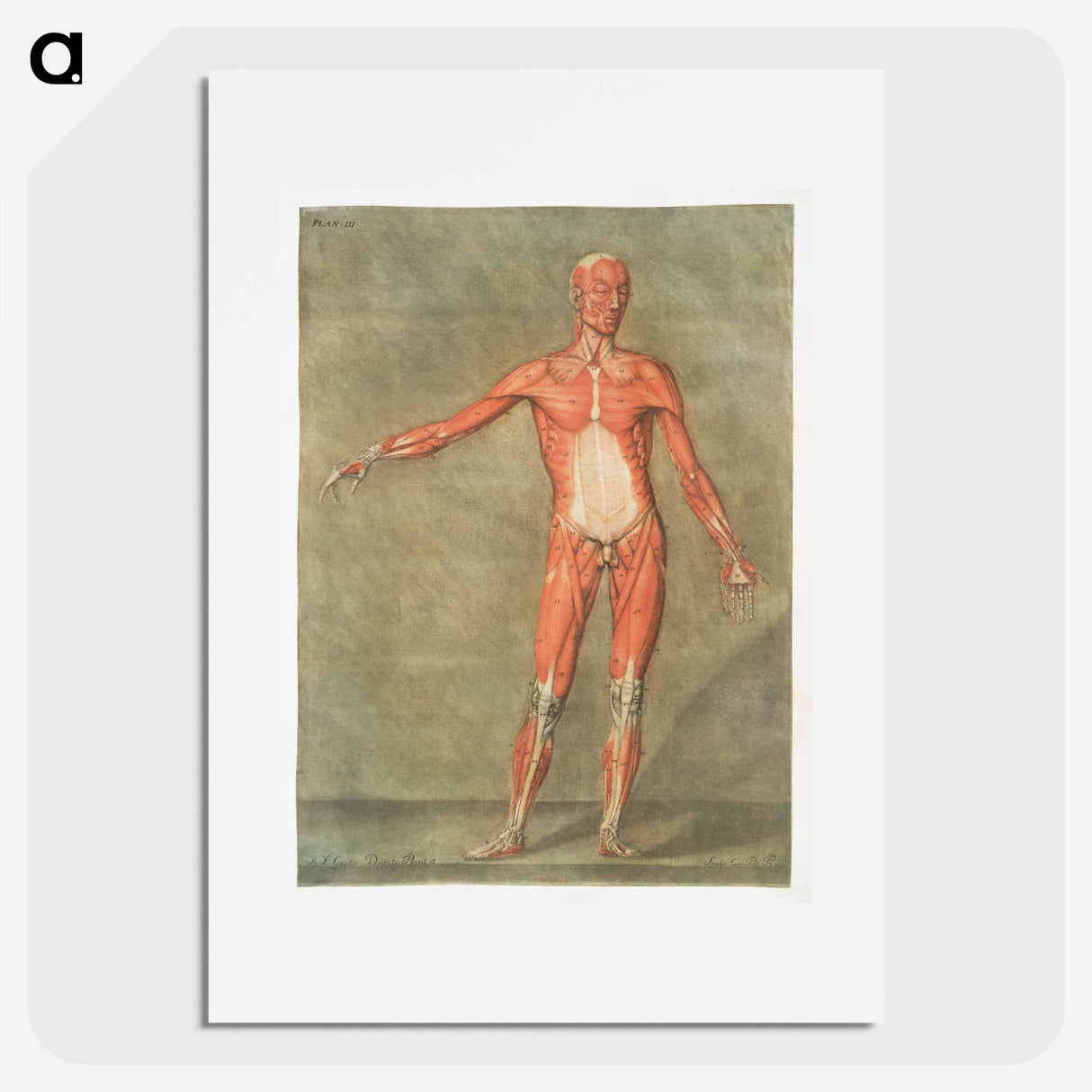 This fascinating collection of anatomical illustrations - アルノルド エロイ ゴーティエ ダゴティ Poster.