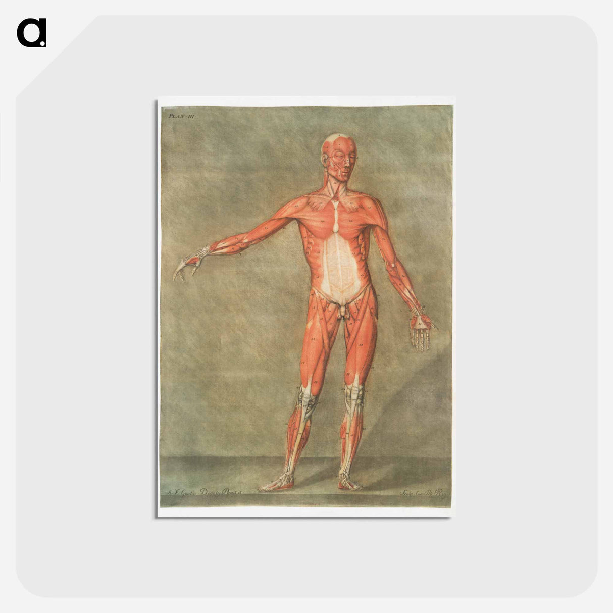 This fascinating collection of anatomical illustrations - アルノルド エロイ ゴーティエ ダゴティ Postcard.