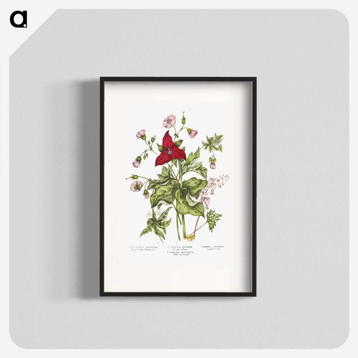 1-5_Canadian-Wild-Flowers_blk