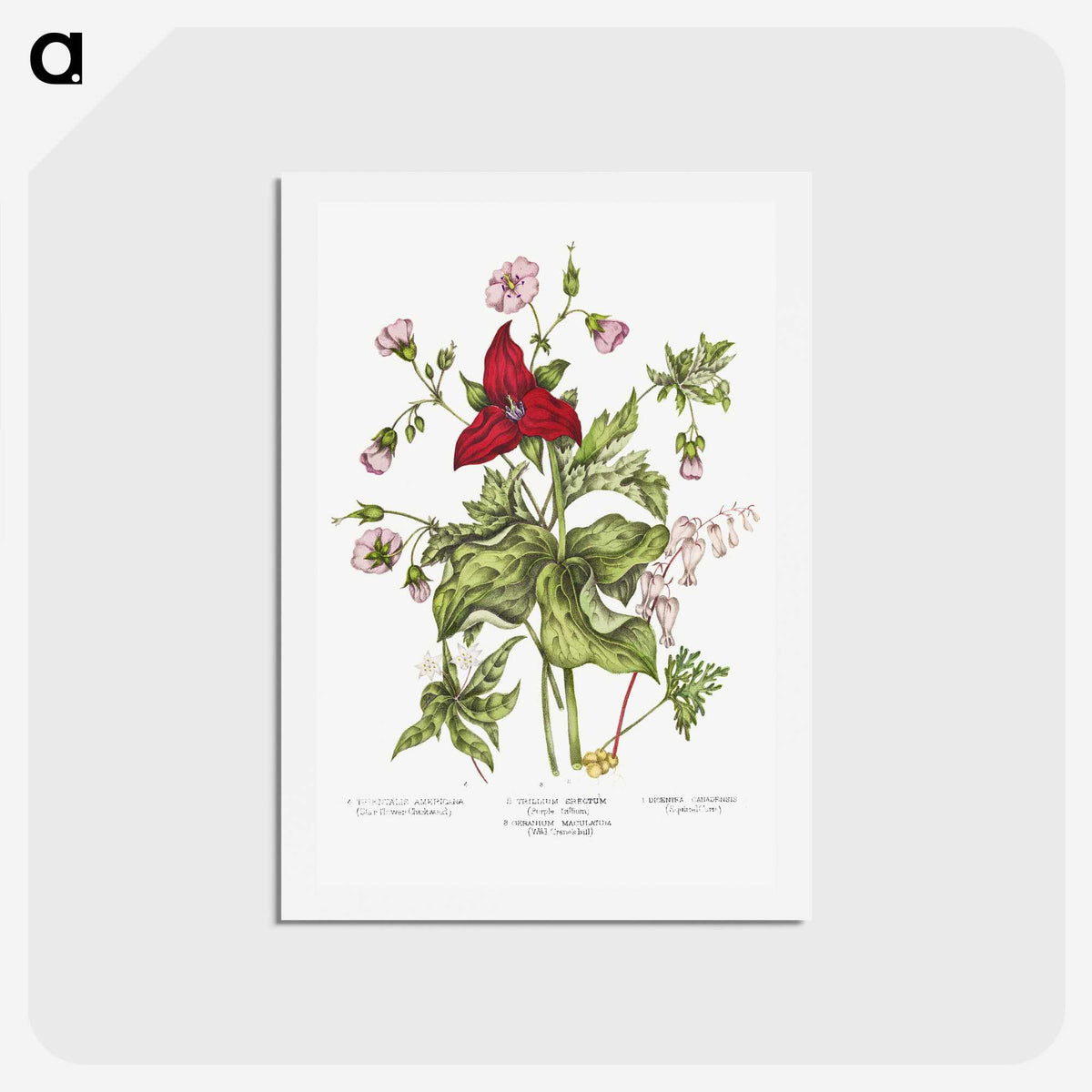 1-5_Canadian-Wild-Flowers_hagaki