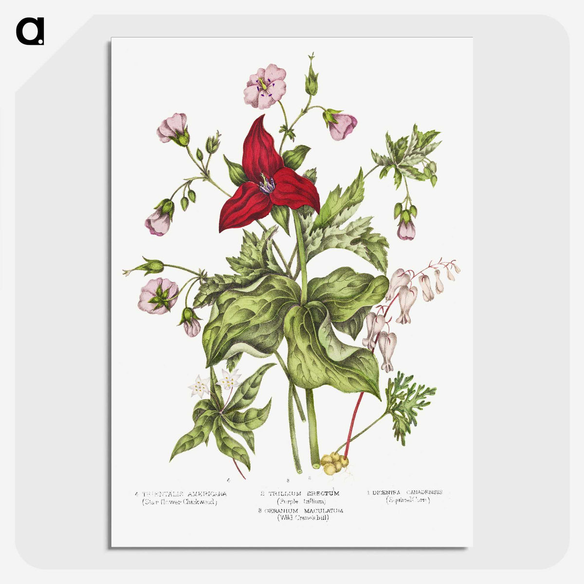 1-5_Canadian-Wild-Flowers_picture-crop