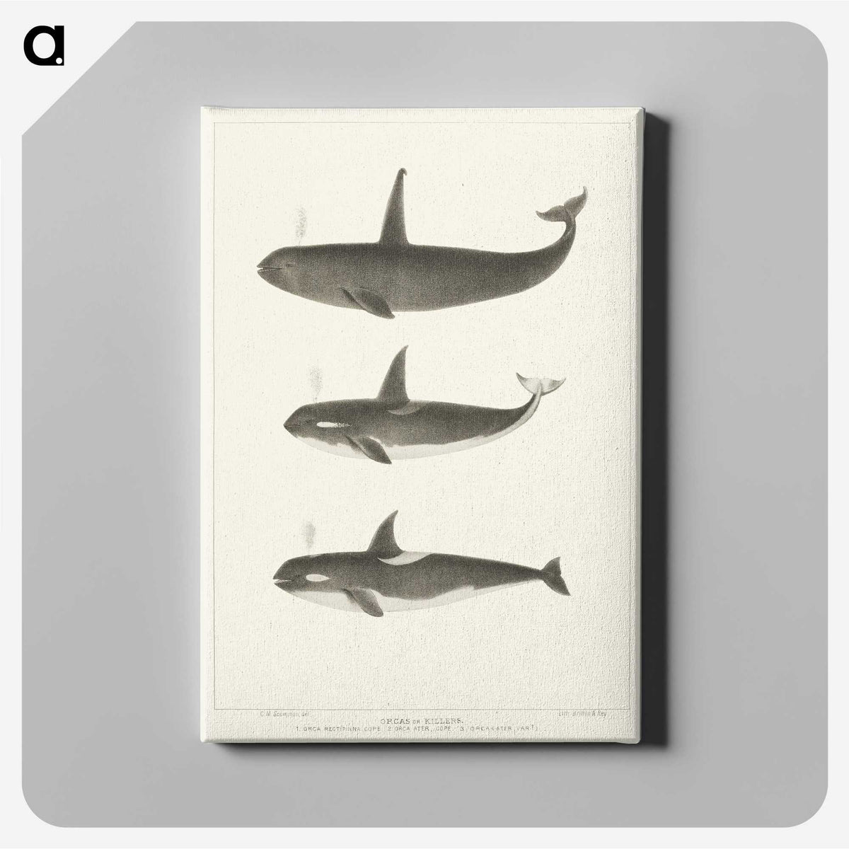 1-5_Charles-Melville-Scammon_canvas