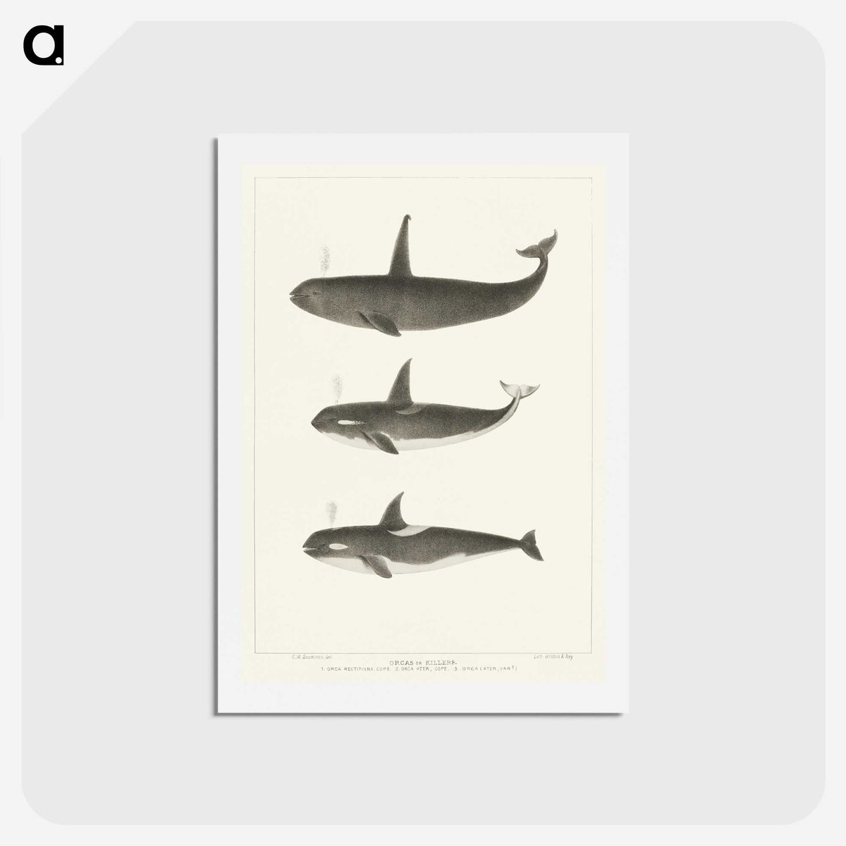 1-5_Charles-Melville-Scammon_hagaki