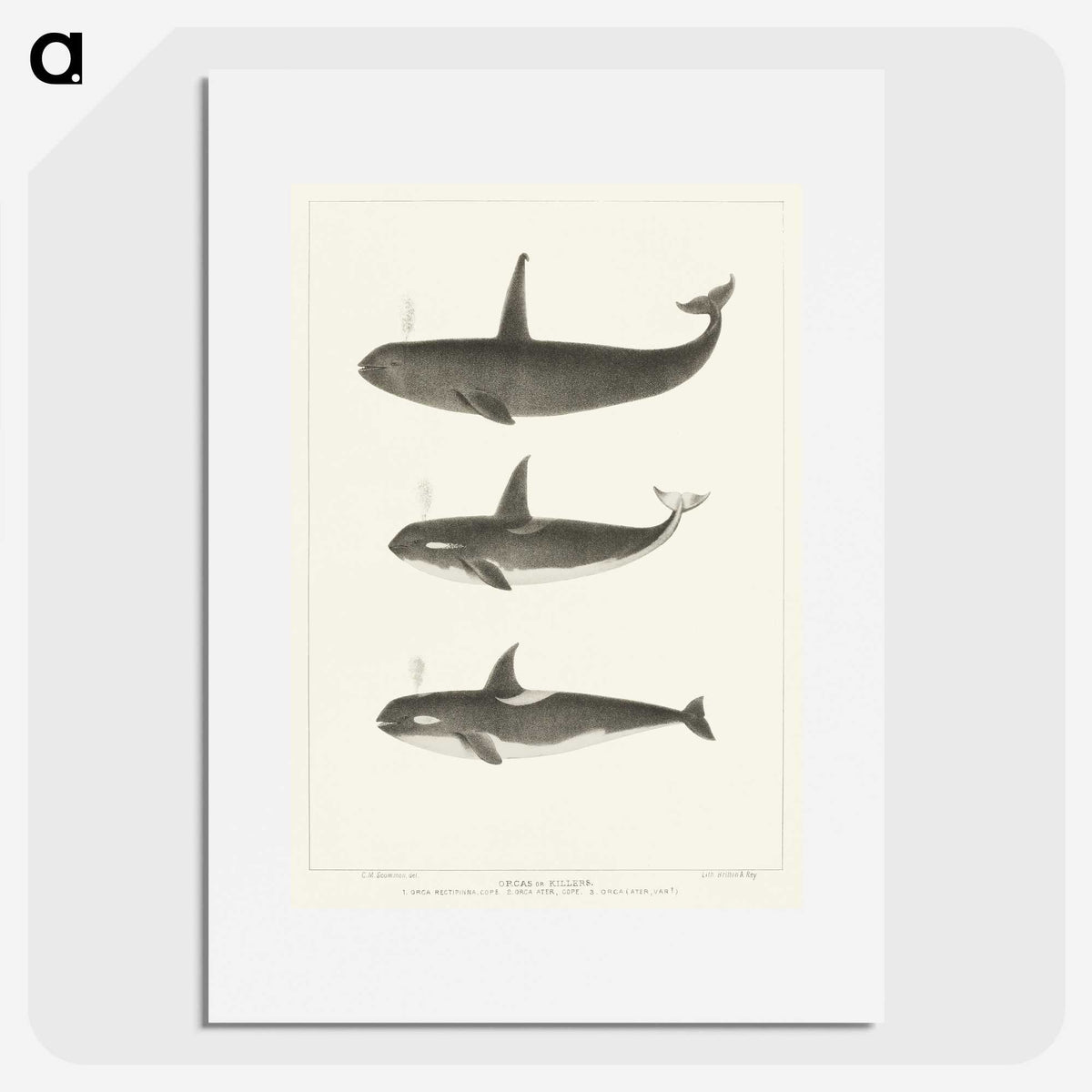 1-5_Charles-Melville-Scammon_picture
