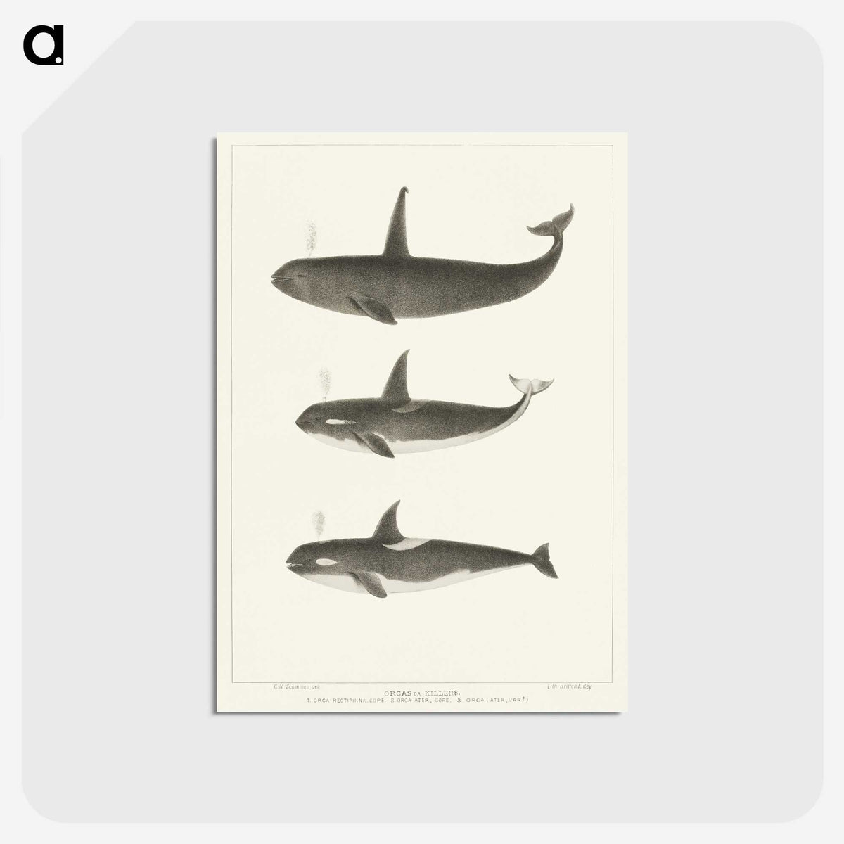 1-5_Charles-Melville-Scammon_postcard