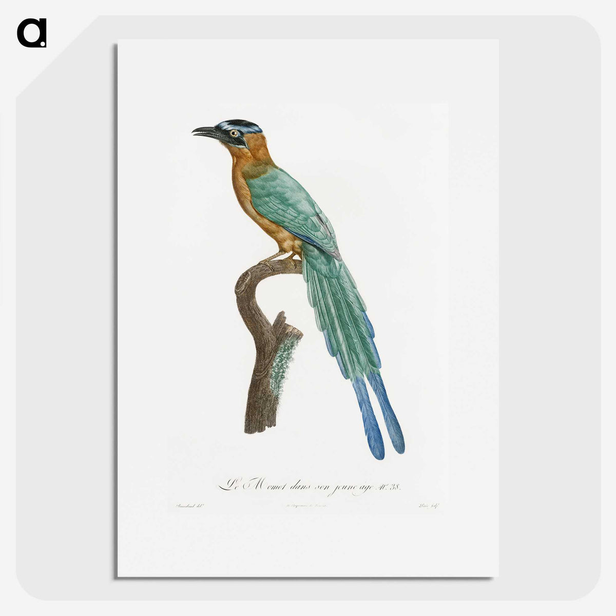 1-5_Des-Oiseaux-de-Paradis_picture
