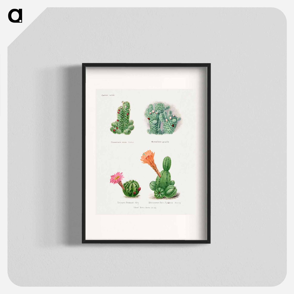 アートポスター-Assorted Cacti
- サボテン科 Poster.