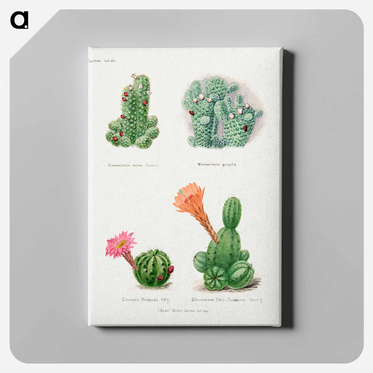 アートパネル-Assorted Cacti
- サボテン科 Canvas.