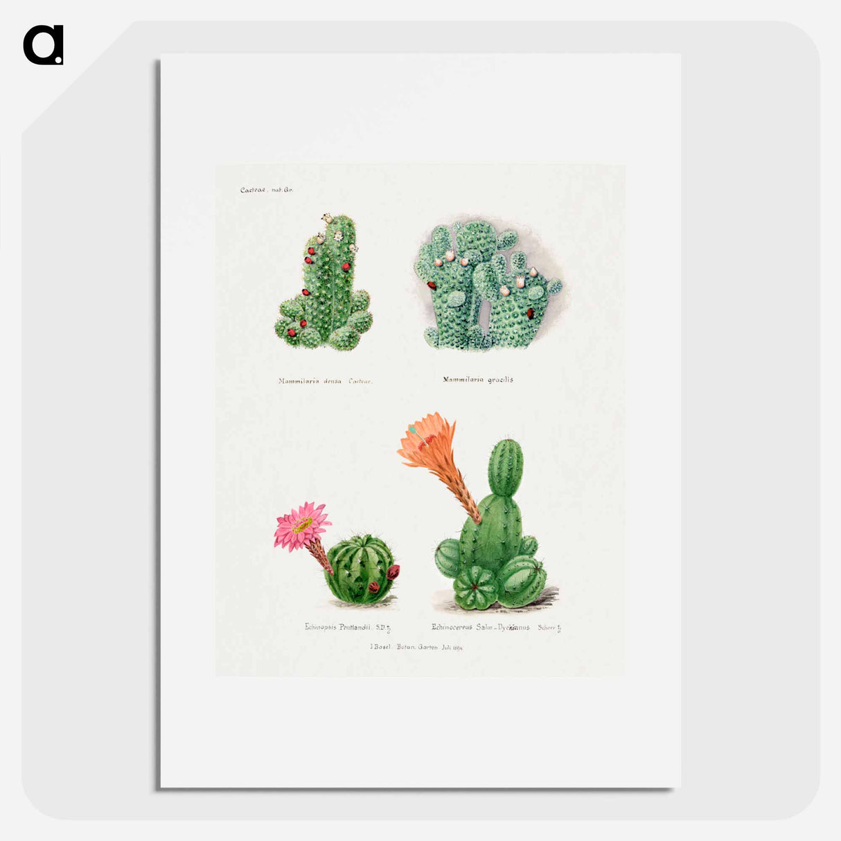 アートポスター-Assorted Cacti
- サボテン科 Poster.
