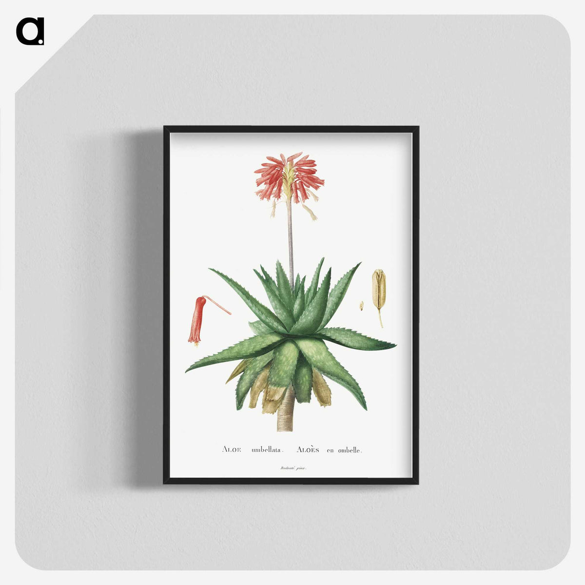 1-5_Histoire-des-Plantes-Grasses_blk-crop