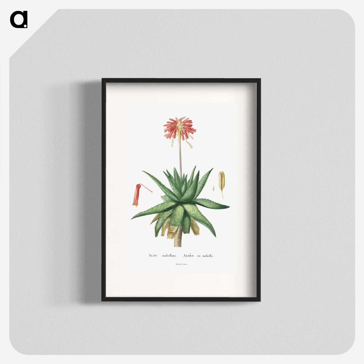 1-5_Histoire-des-Plantes-Grasses_blk