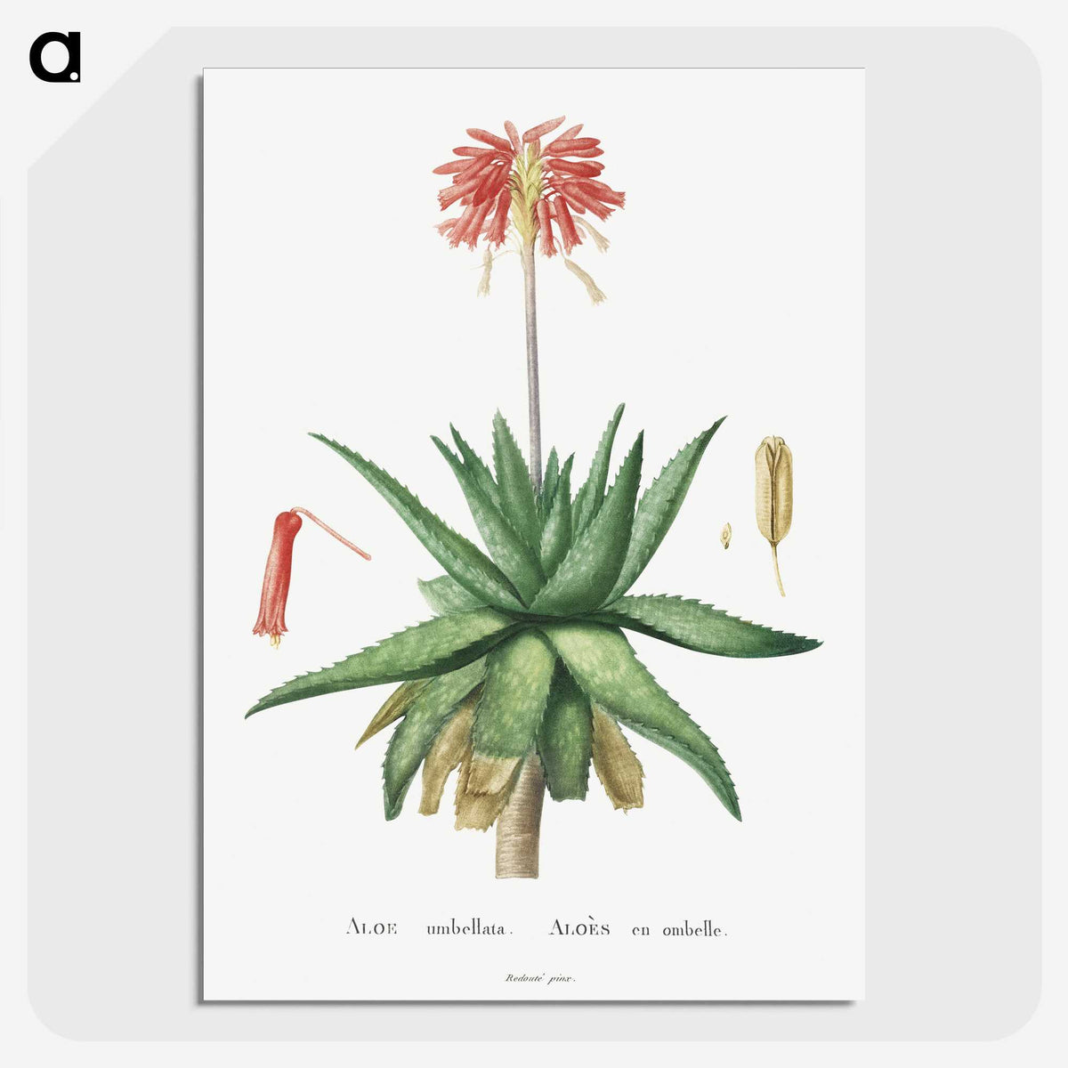 1-5_Histoire-des-Plantes-Grasses_picture-crop