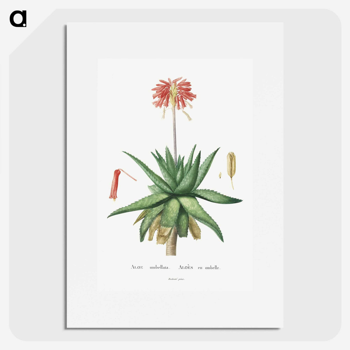 1-5_Histoire-des-Plantes-Grasses_picture