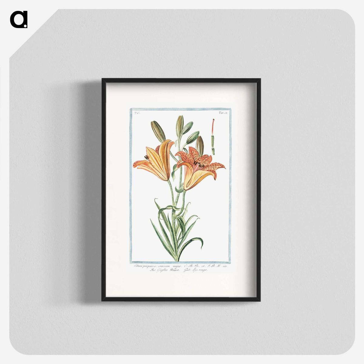 1-5_Hortus-Romanus-Botanical-Plates_blk