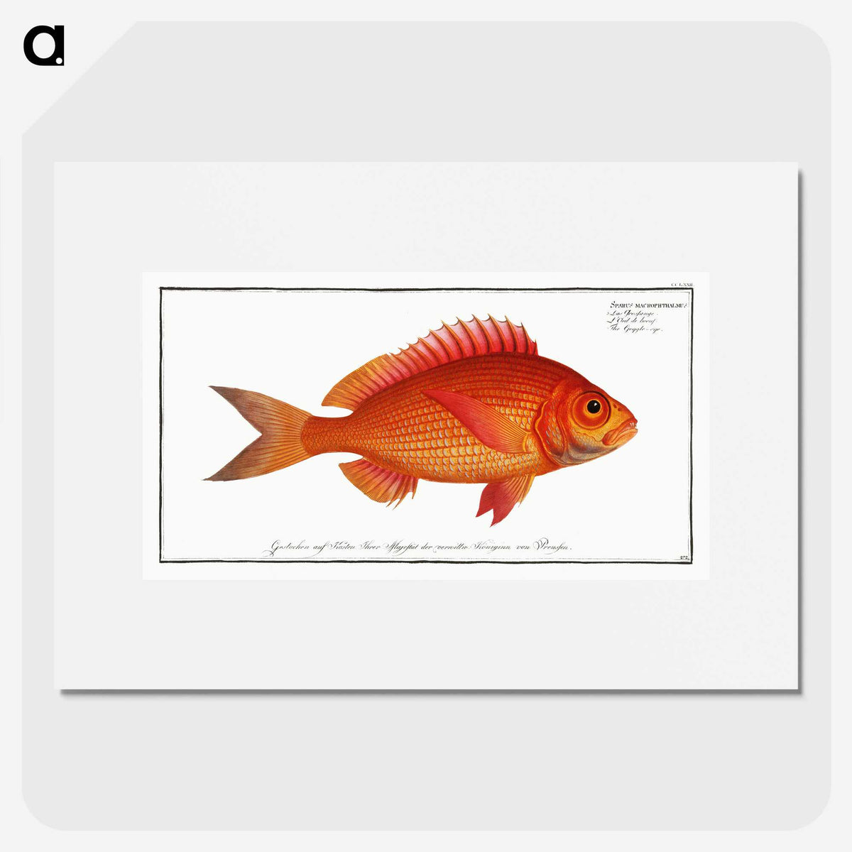 1-5_Ichtyologie-ou-Histoire-naturelle_picture