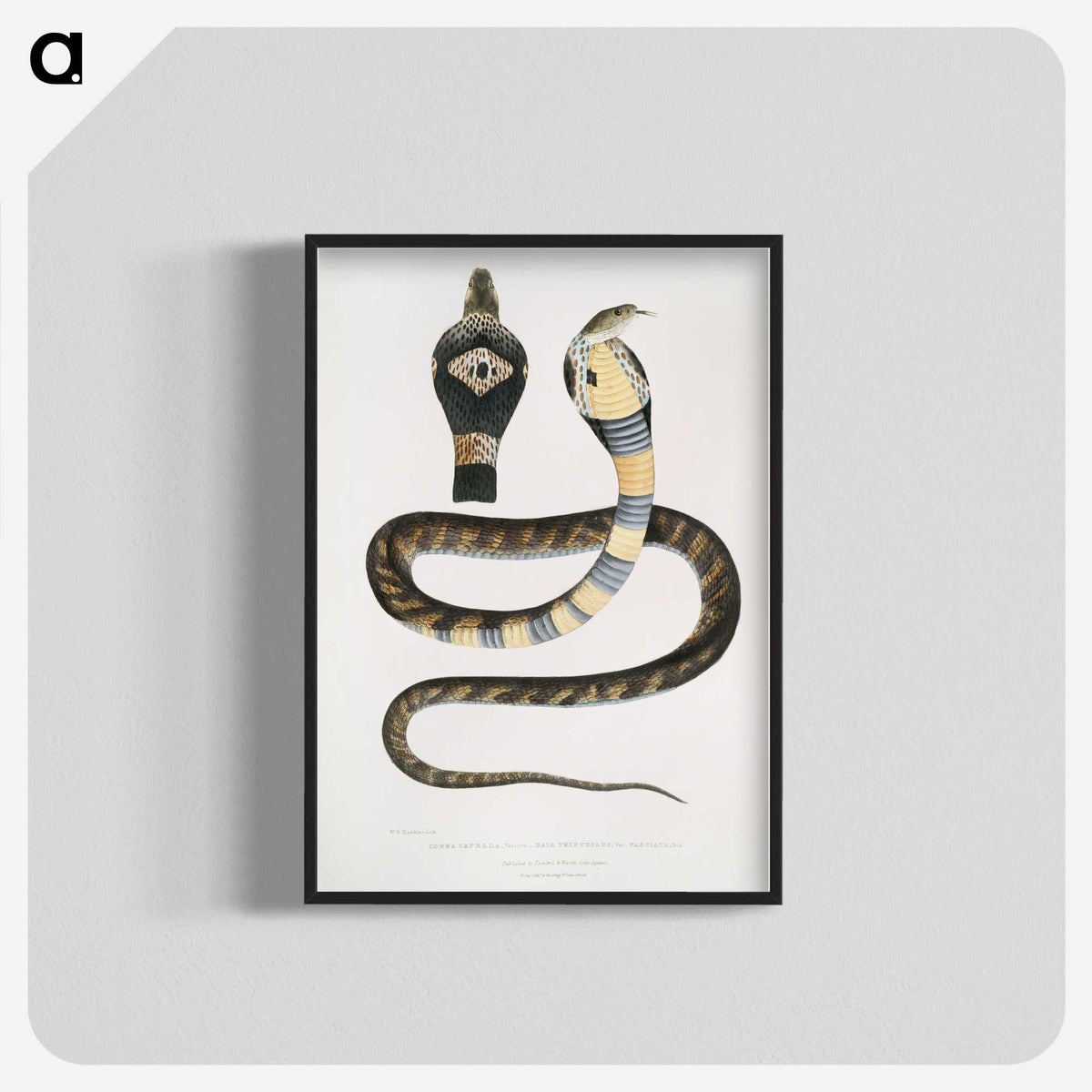 1-5_Indian-Zoology_blk-crop