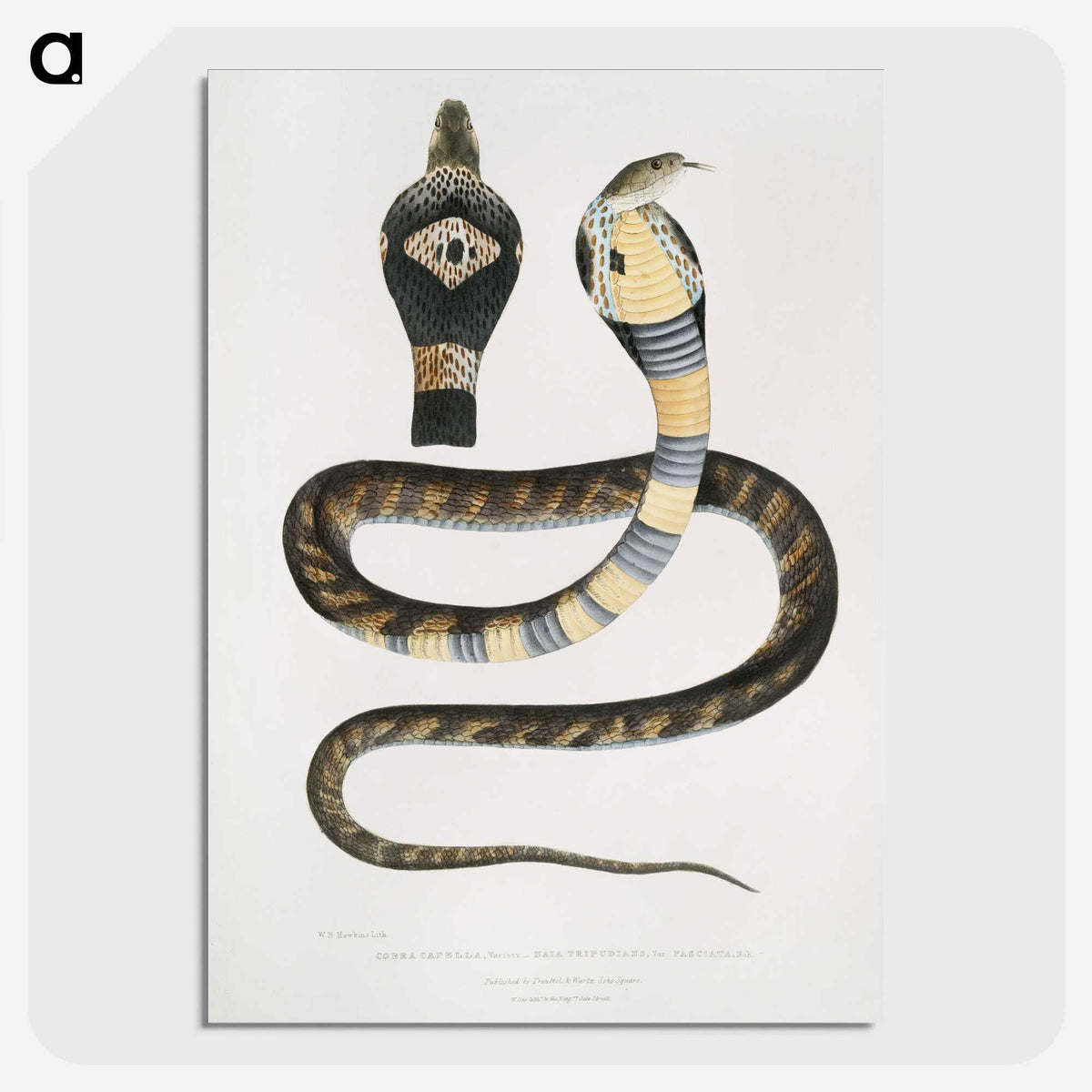 1-5_Indian-Zoology_picture-crop