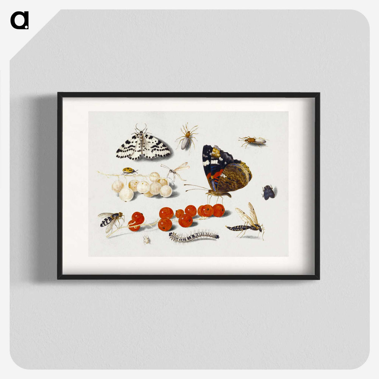 1-5_Jan-Van-Kessel_blk