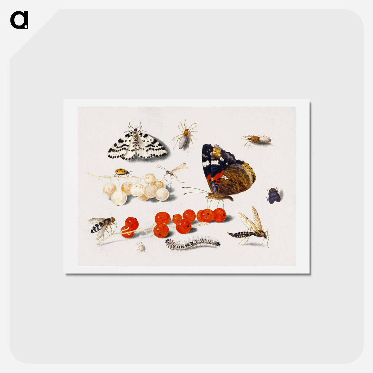 アートポストカード-Butterfly, Caterpillar, Moth, Insects, and Currants
- ヤン ファン ケッセル Postcard.