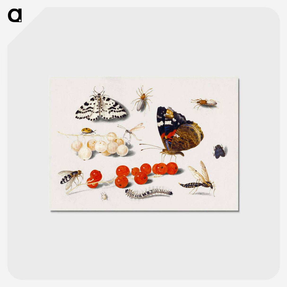 アートポストカード-Butterfly, Caterpillar, Moth, Insects, and Currants
- ヤン ファン ケッセル Postcard.