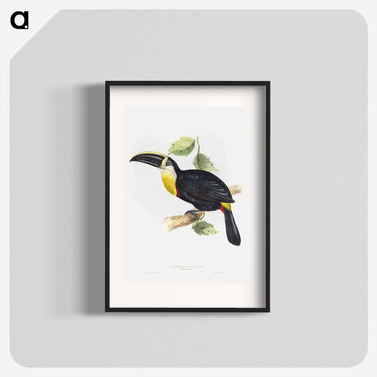 1-5_John-Gould_blk
