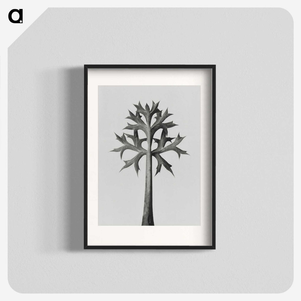 1-5_Karl-Blossfeldt_blk