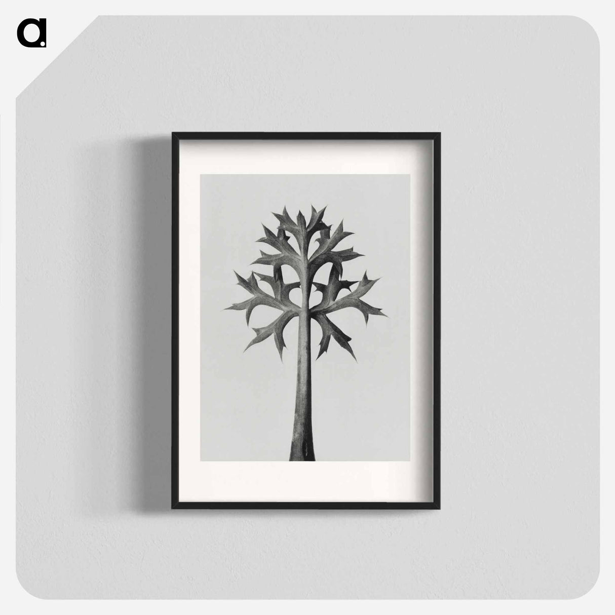 アートポスター-Eryngium Bourgatii leaves enlarged 5 times from Urformen der Kunst by Karl Blossfeldt - カール ブロスフェルト Poster.