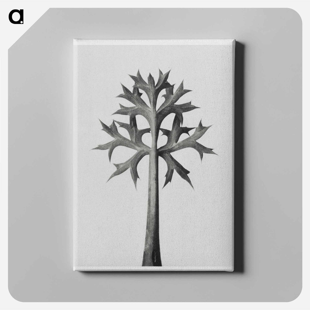Eryngium Bourgatii leaves enlarged 5 times from Artwork by Karl Blossfeldt - Karl Blossfeldt Canvas.