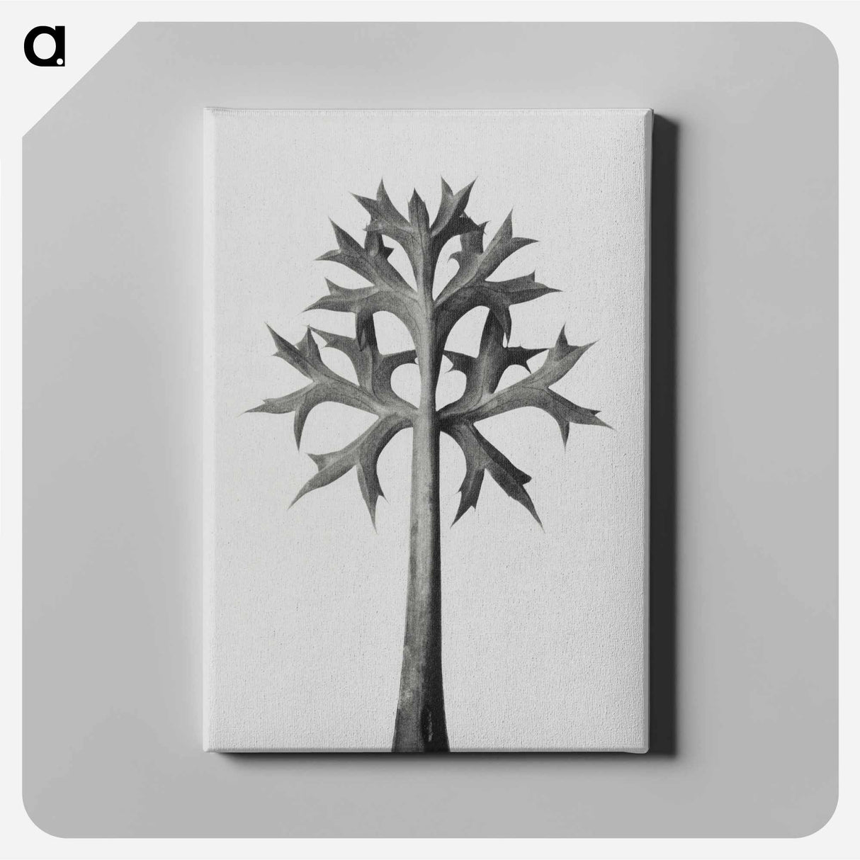 アートパネル-Eryngium Bourgatii leaves enlarged 5 times from Urformen der Kunst by Karl Blossfeldt - カール ブロスフェルト Canvas.