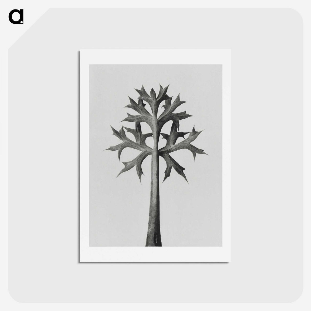 1-5_Karl-Blossfeldt_hagaki
