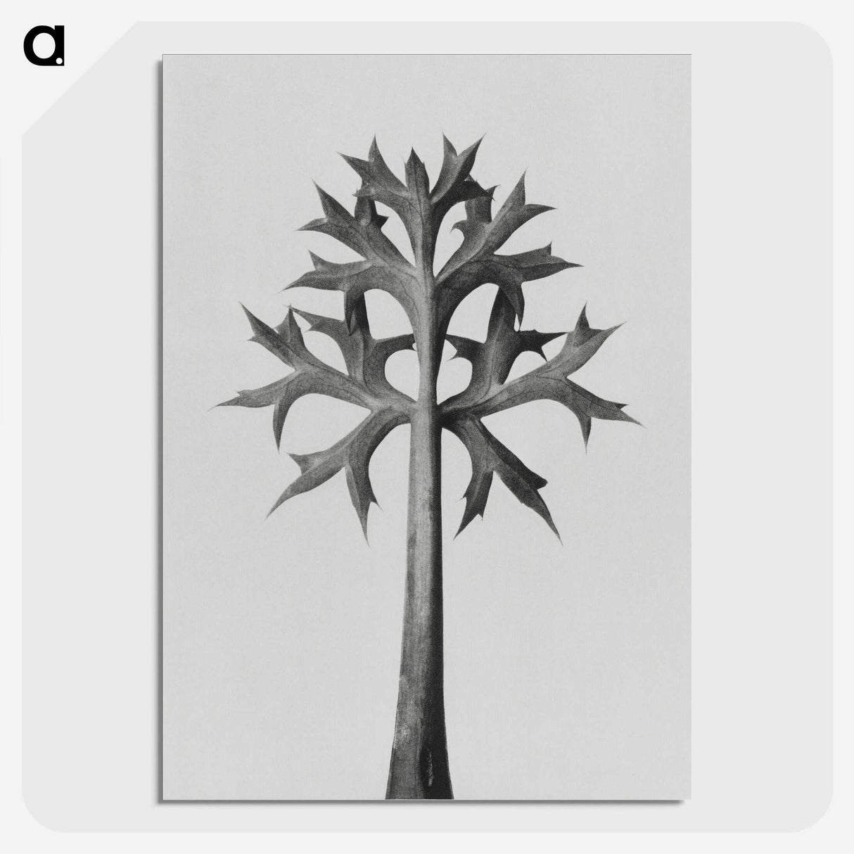 1-5_Karl-Blossfeldt_picture-crop