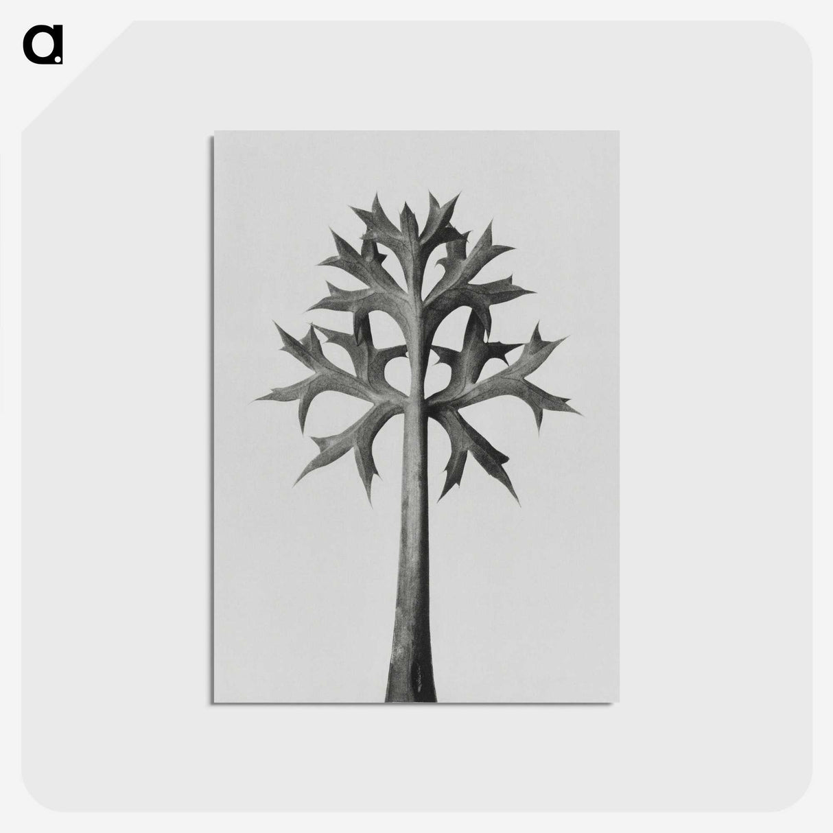 1-5_Karl-Blossfeldt_postcard