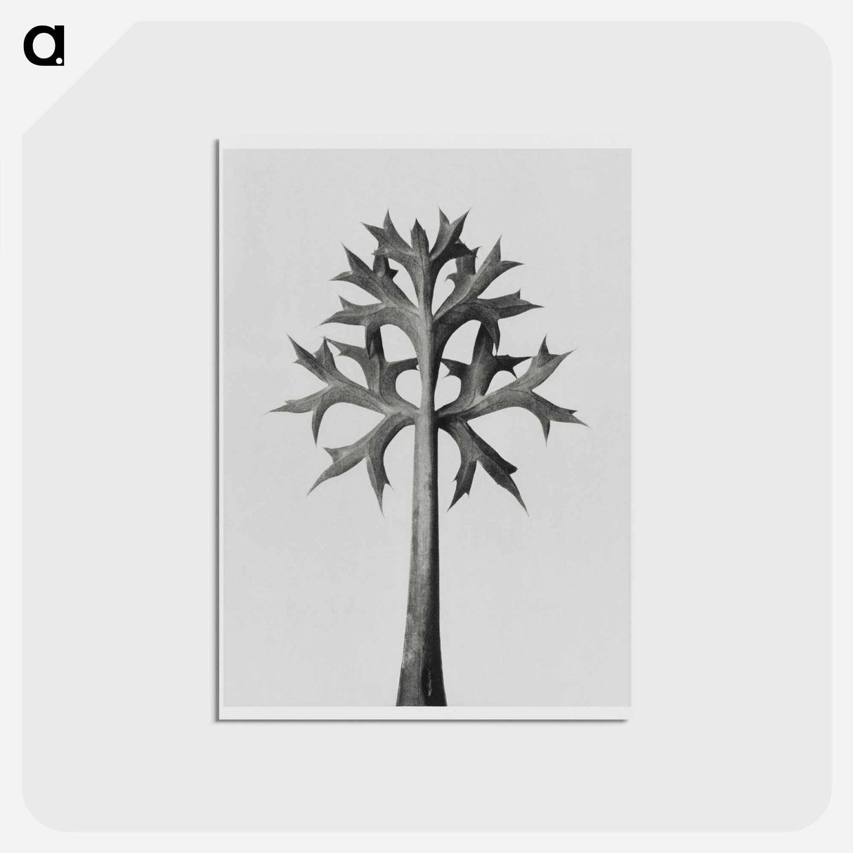 アートポストカード-Eryngium Bourgatii leaves enlarged 5 times from Urformen der Kunst by Karl Blossfeldt - カール ブロスフェルト Postcard.