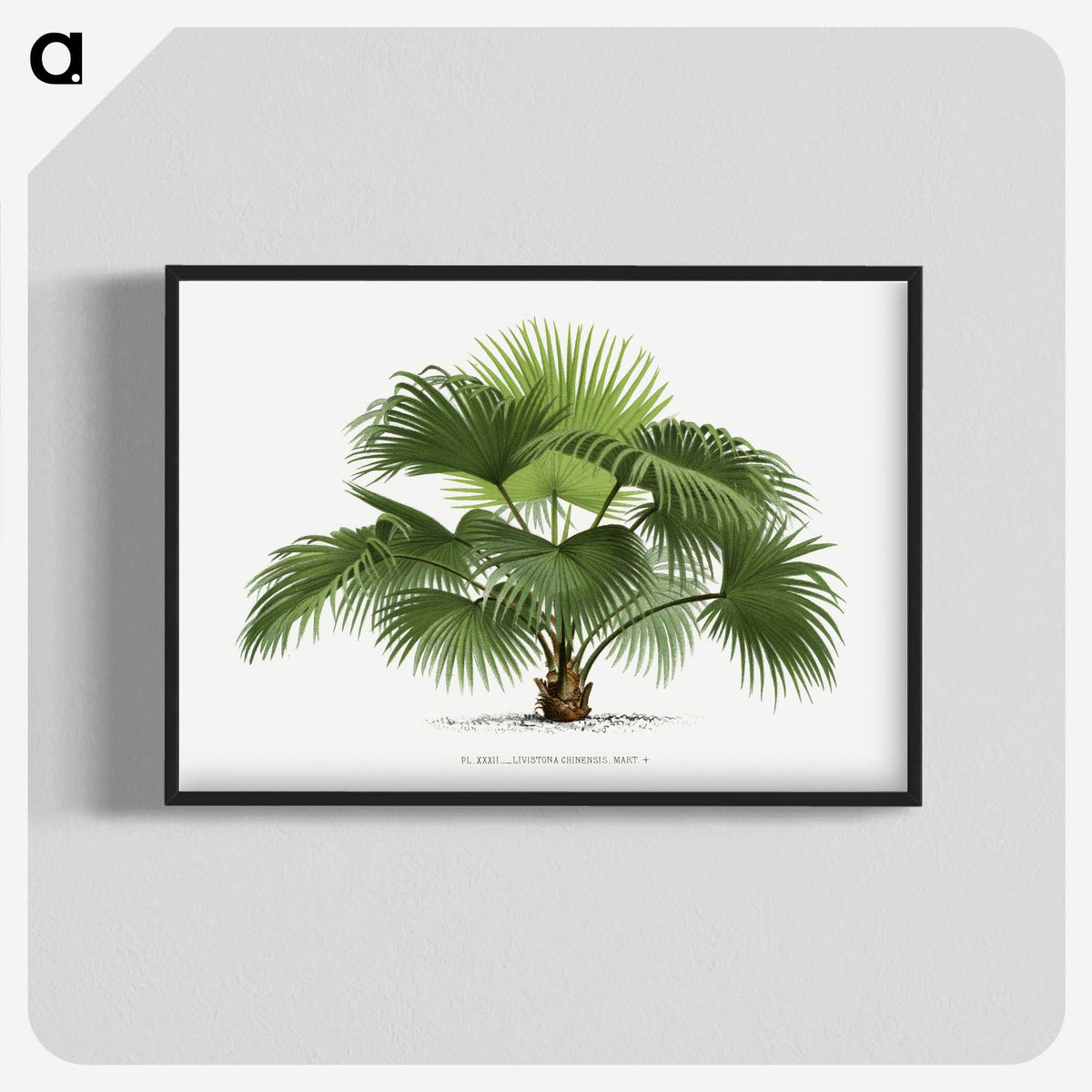 1-5_Les-Palmiers-Histoire-Iconographique_blk-crop