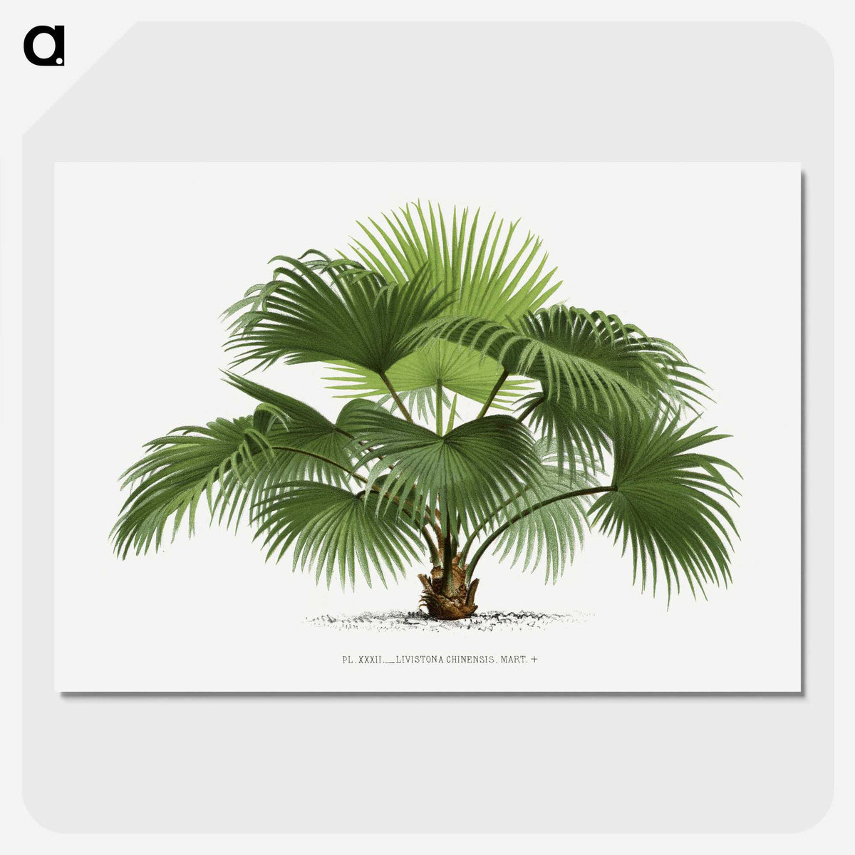 1-5_Les-Palmiers-Histoire-Iconographique_picture-crop