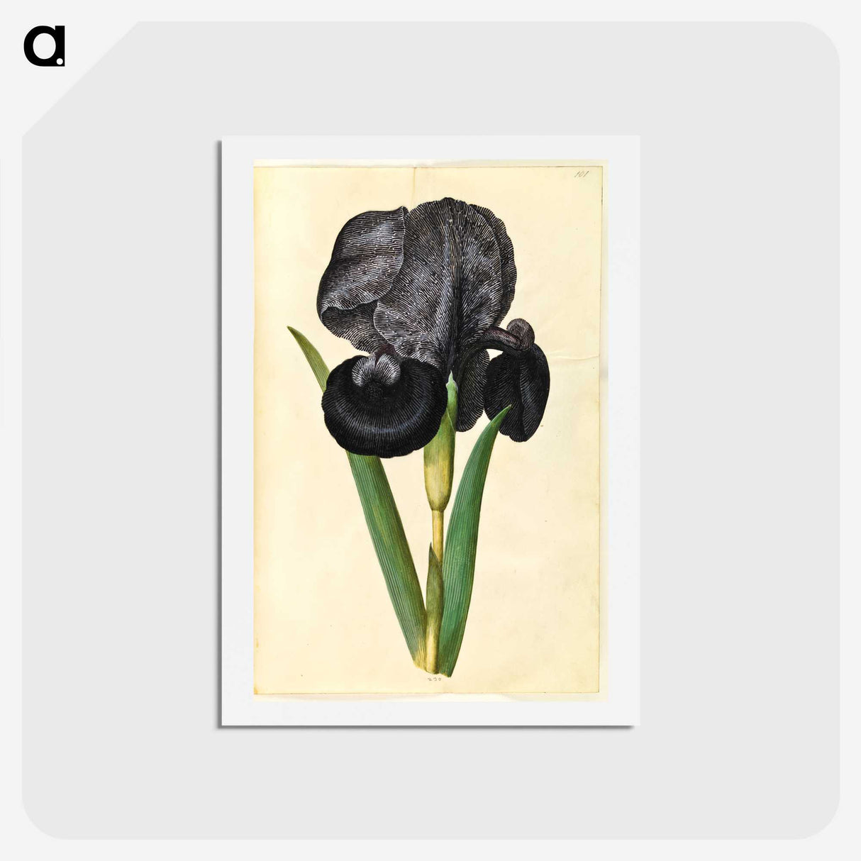 1-5_Maria-Sibylla-Merian_hagaki