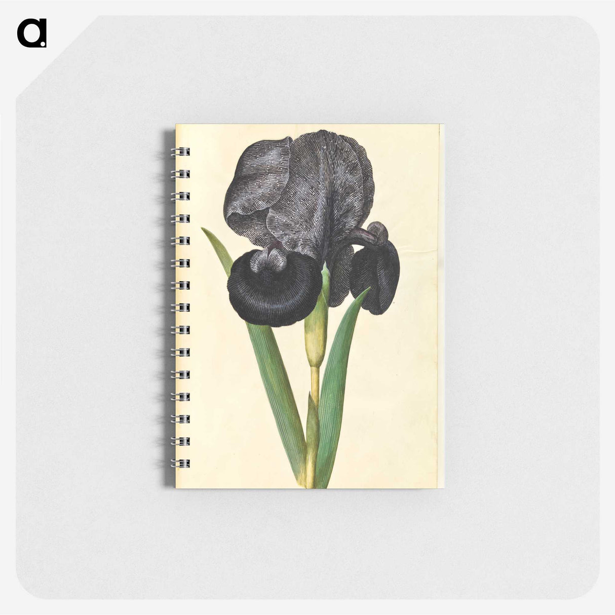 1-5_Maria-Sibylla-Merian_memo