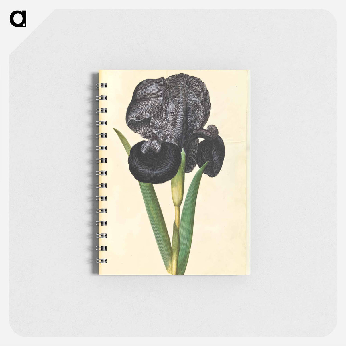アートメモ帳-Iris susiana
- マリア ジビーラ メーリアン Memo.