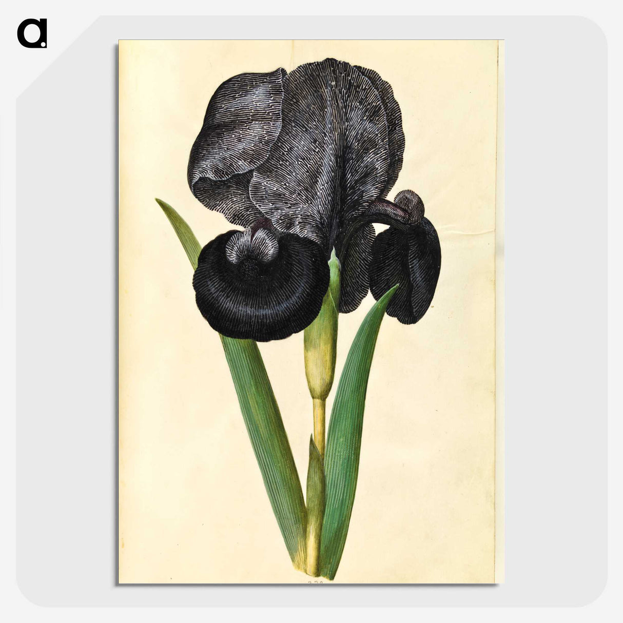 1-5_Maria-Sibylla-Merian_picture-crop