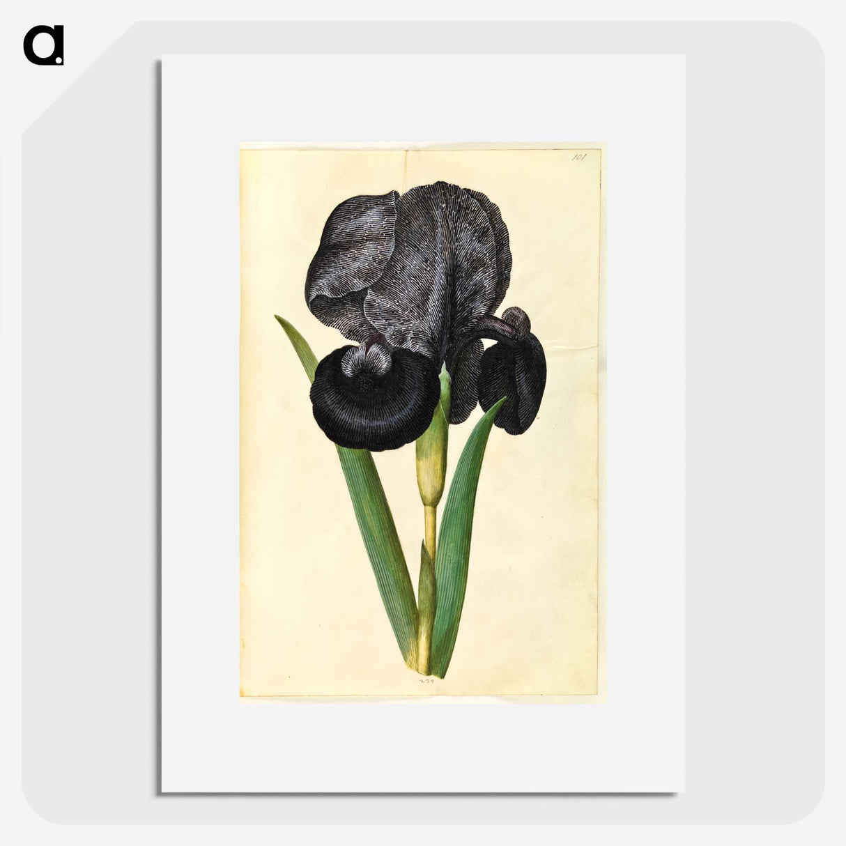 1-5_Maria-Sibylla-Merian_picture