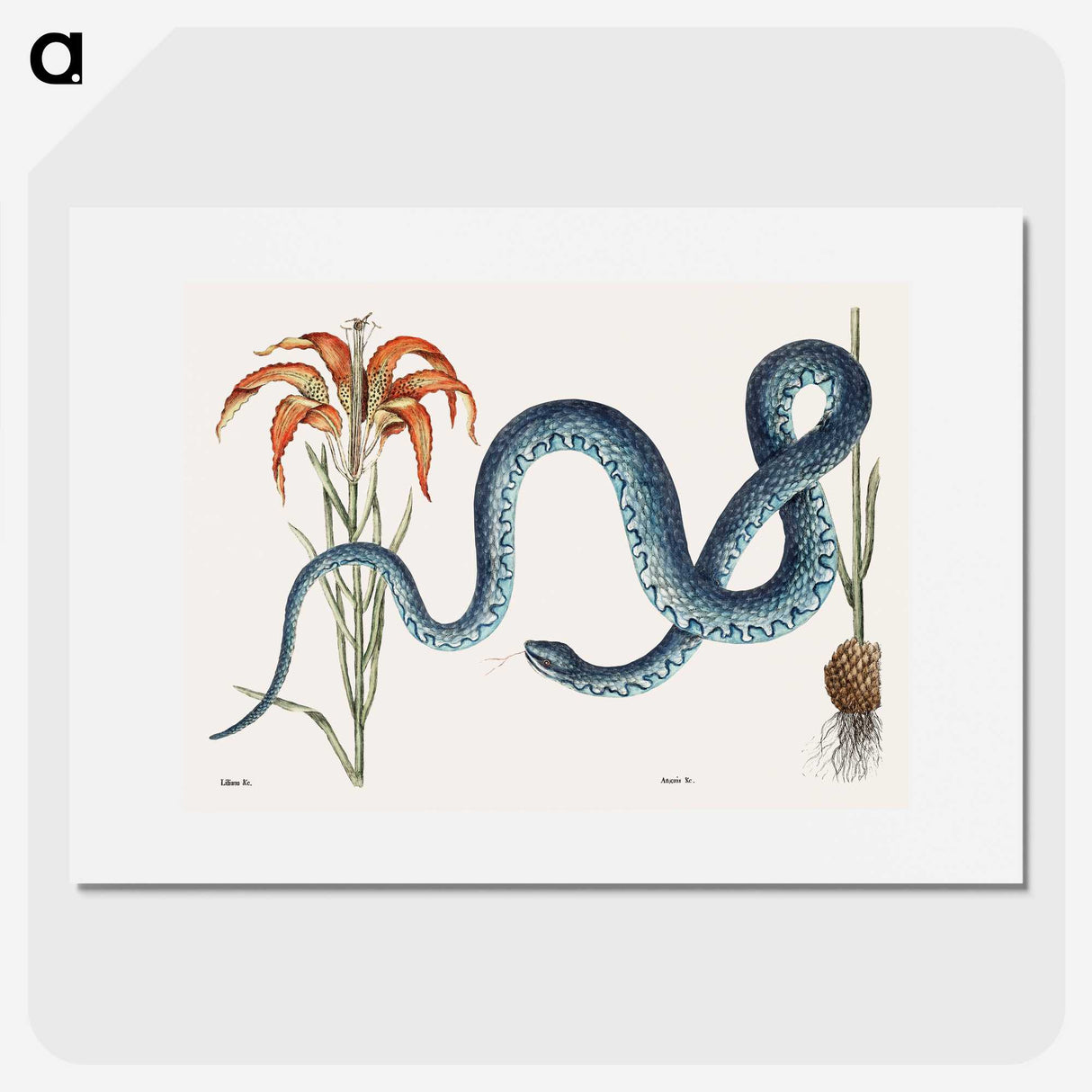 1-5_Mark-Catesby_picture