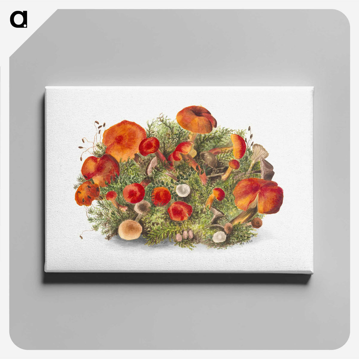 1-5_Mary-Vaux-Walcott_canvas