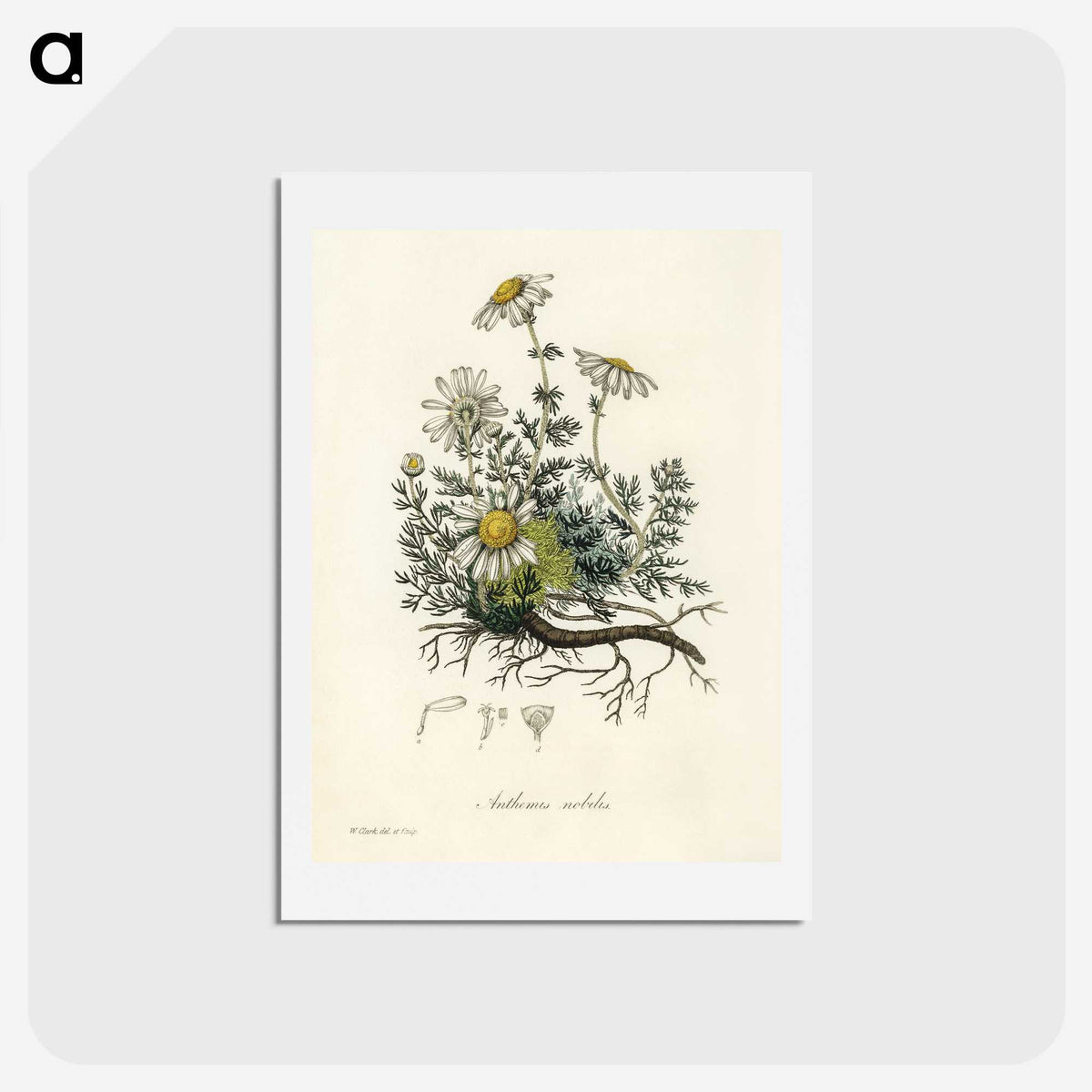 1-5_Medical-Botany_hagaki